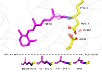 Ultrafast molecular gymnastics