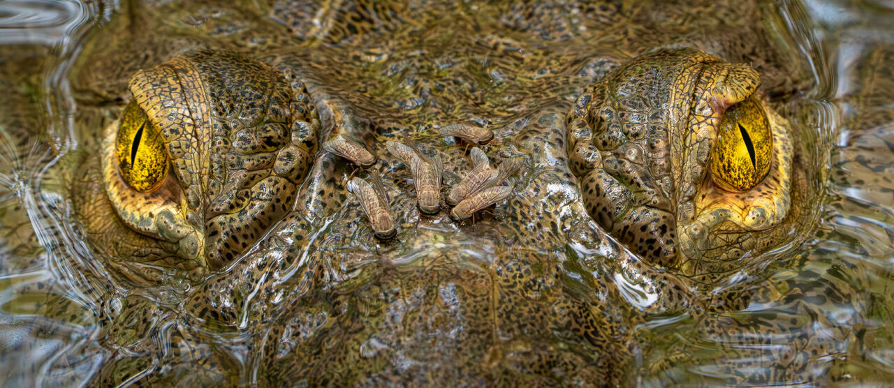 Festmahl auf der Nase