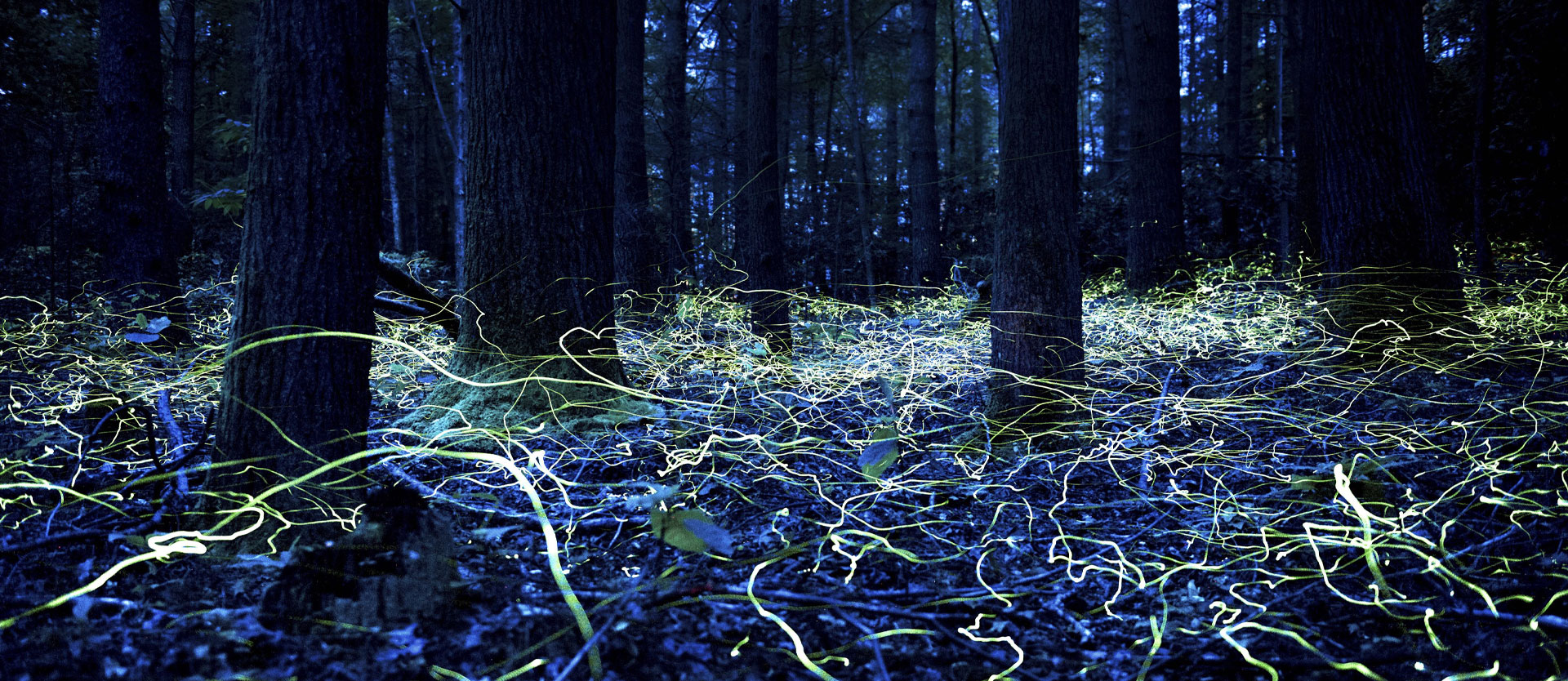 Fireflies under threat