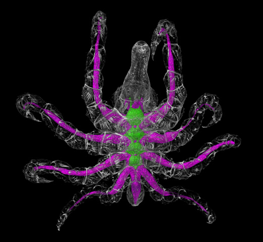 Neue Organe für die Asselspinne
